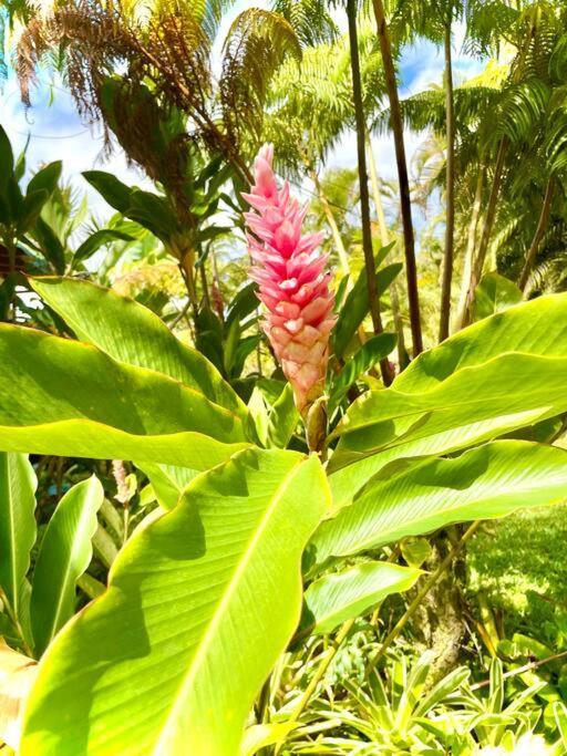 Puna Zen Botanical Garden Retreat Keaau Екстер'єр фото